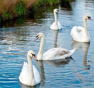 los 4 cisnes hijos de Lir embrujados por Aoife