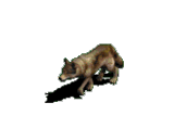 coyote significado tótem