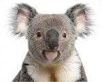 Koala, significado totémico
