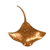 pez mantarraya significado