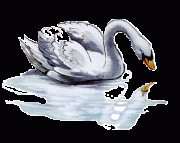 Cisne significado totémico