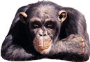 significado del chimpancé