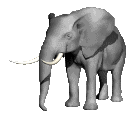 elefante significado símbolo