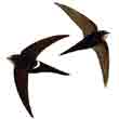 golondrina símbolo