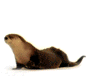 Nutria significado