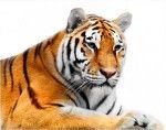 símbolo del tigre