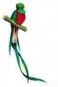 pájaro quetzal