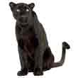 puma significado